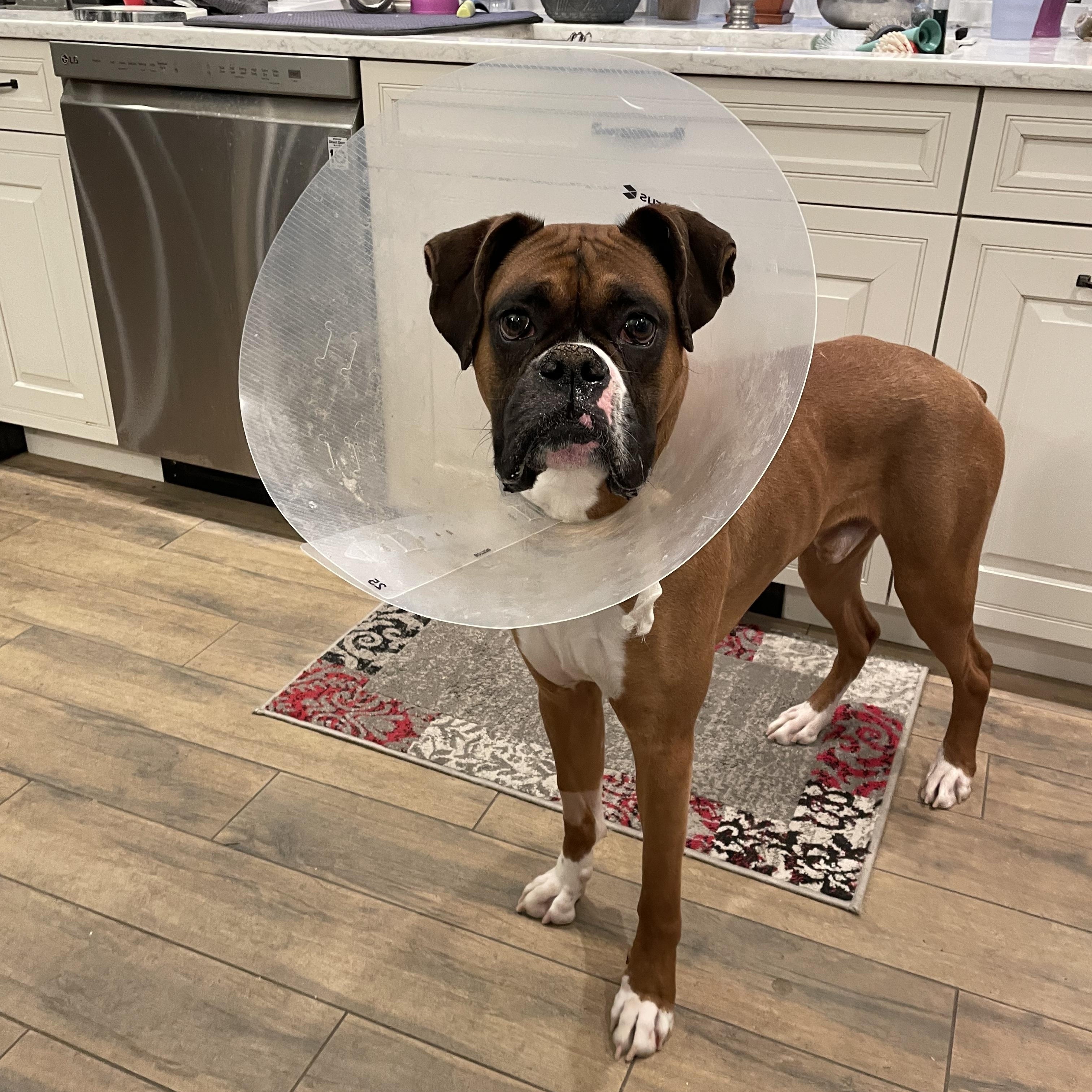 Enlarge Benny , an adopted Boxer in Middlesex, NJ image 5/6