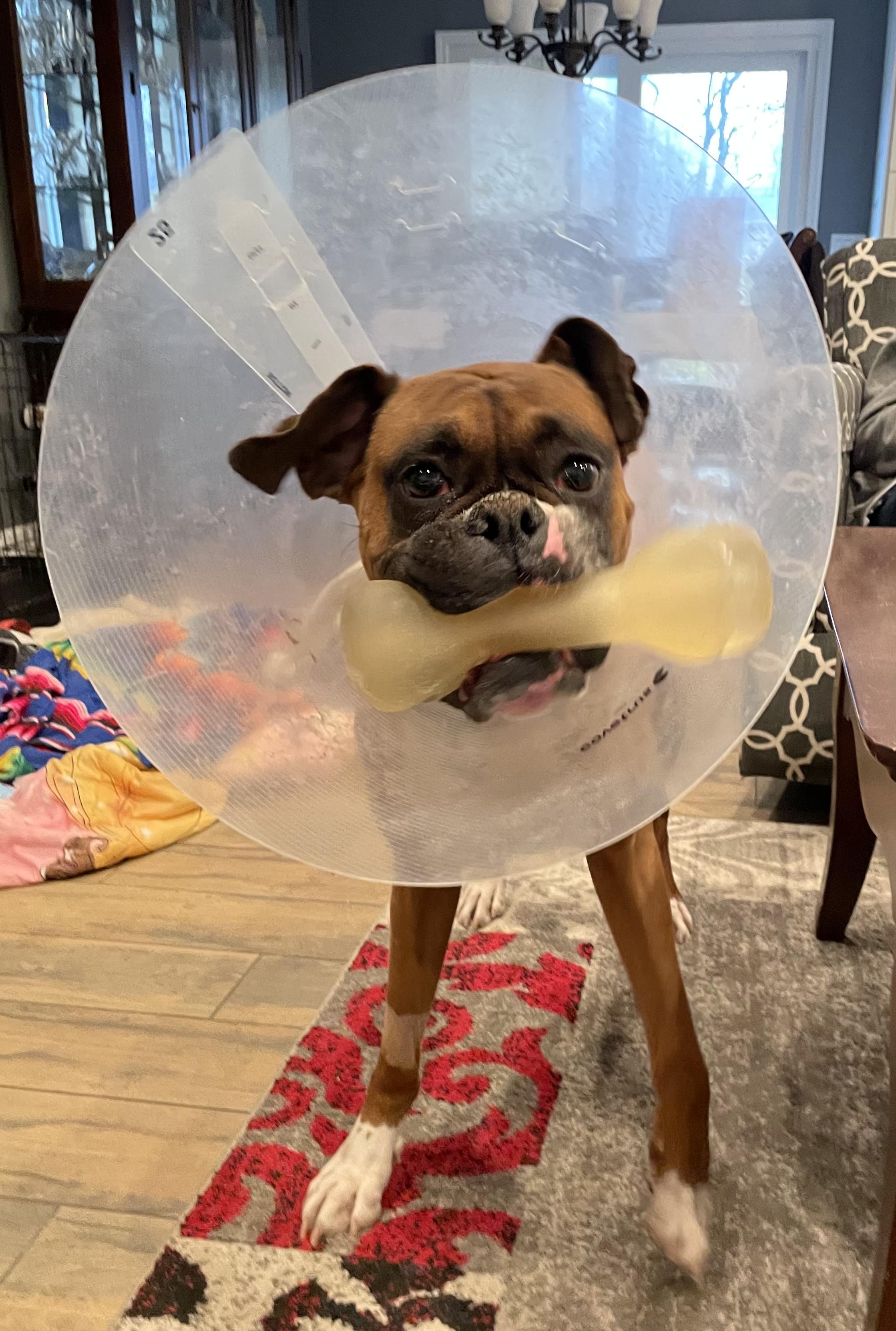 Enlarge Benny , an adopted Boxer in Middlesex, NJ image 4/6