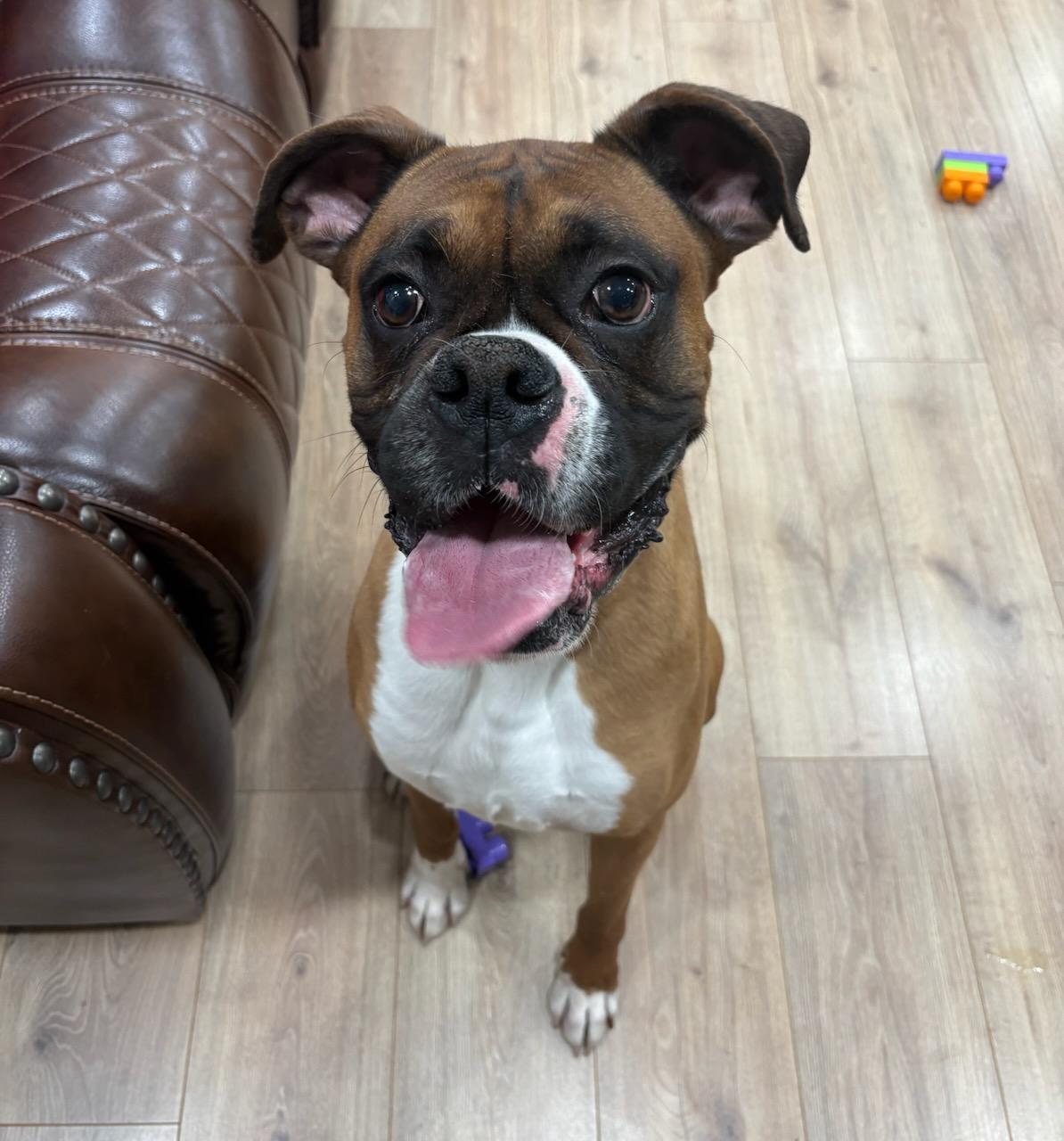 Enlarge Benny , an adopted Boxer in Middlesex, NJ image 2/6