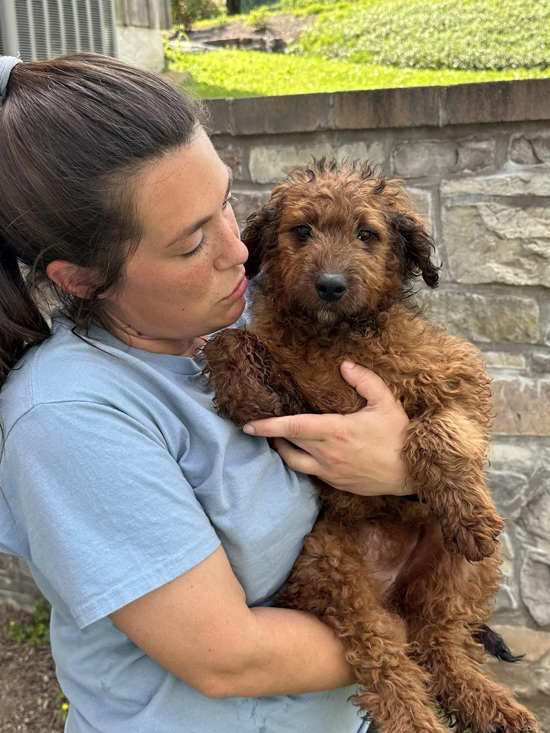 Enlarge Rosey, an adopted Labradoodle in Chester Springs, PA image 1/1