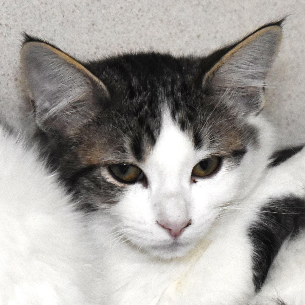 Reindeer (25-3S-2), Adoptable, Kitten Female Domestic Short Hair.