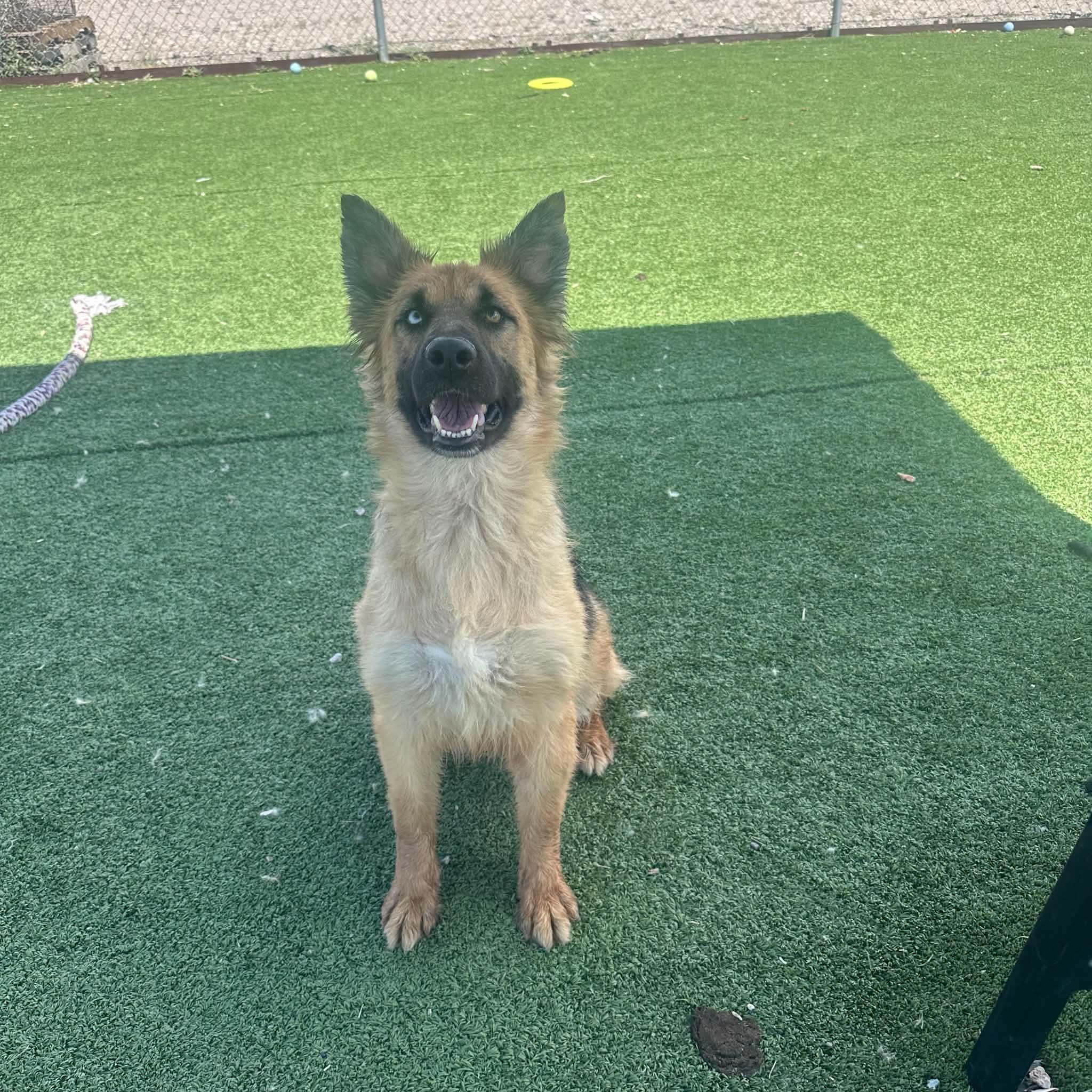 Enlarge Veda, a ADOPTABLE mixed breed in Truth or Consequences , NM image 4/6