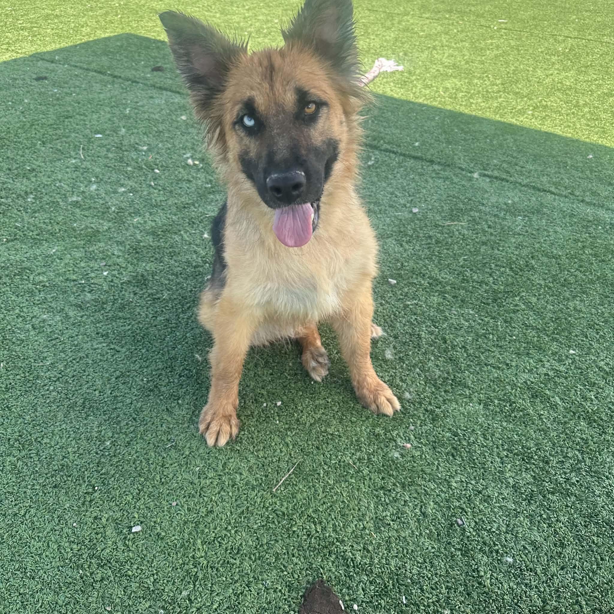 Enlarge Veda, a ADOPTABLE mixed breed in Truth or Consequences , NM image 6/6