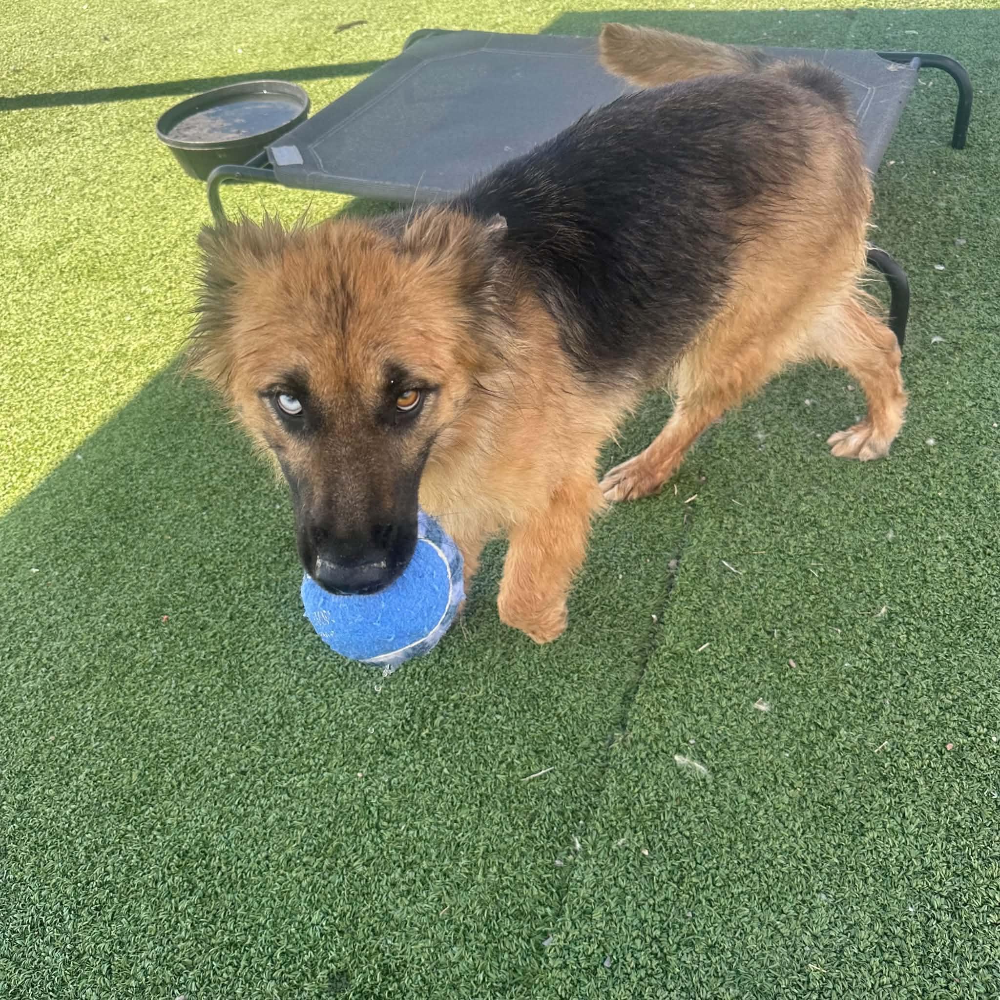 Enlarge Veda, a ADOPTABLE mixed breed in Truth or Consequences , NM image 5/6