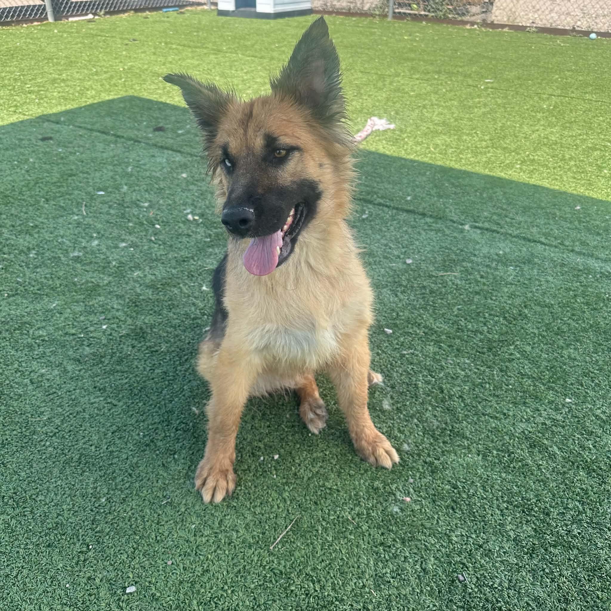 Enlarge Veda, a ADOPTABLE mixed breed in Truth or Consequences , NM image 3/6