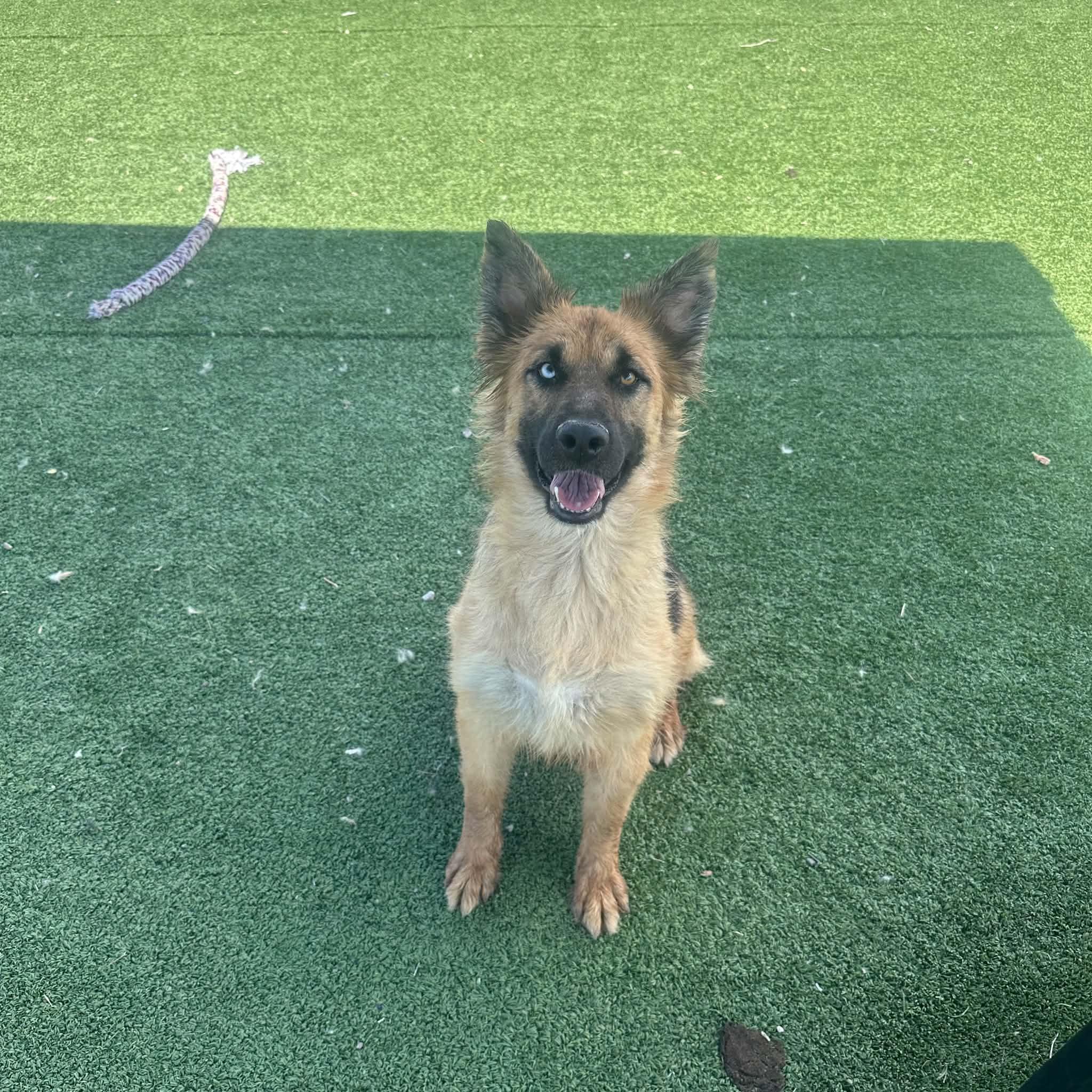 Enlarge Veda, a ADOPTABLE mixed breed in Truth or Consequences , NM image 2/6