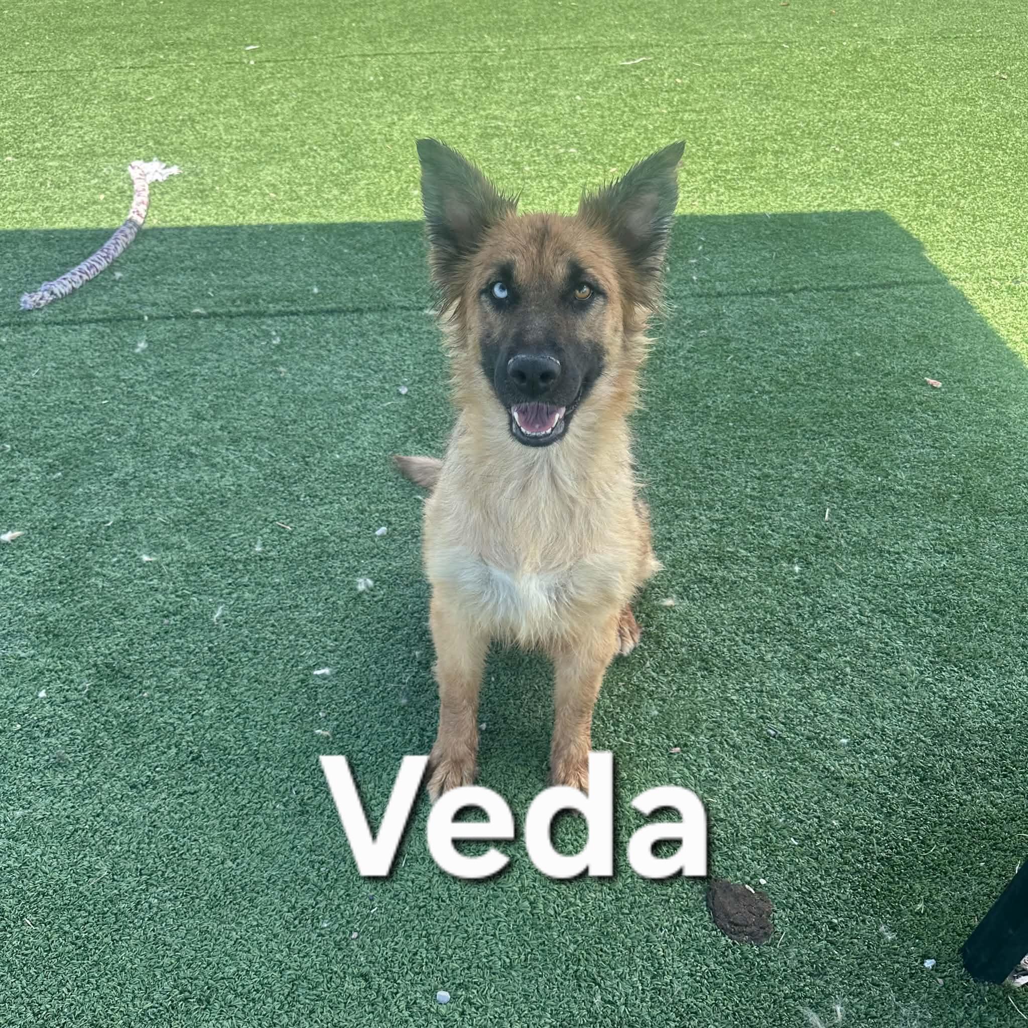 Veda, ADOPTABLE, Adult Female German Shepherd Dog & Husky.