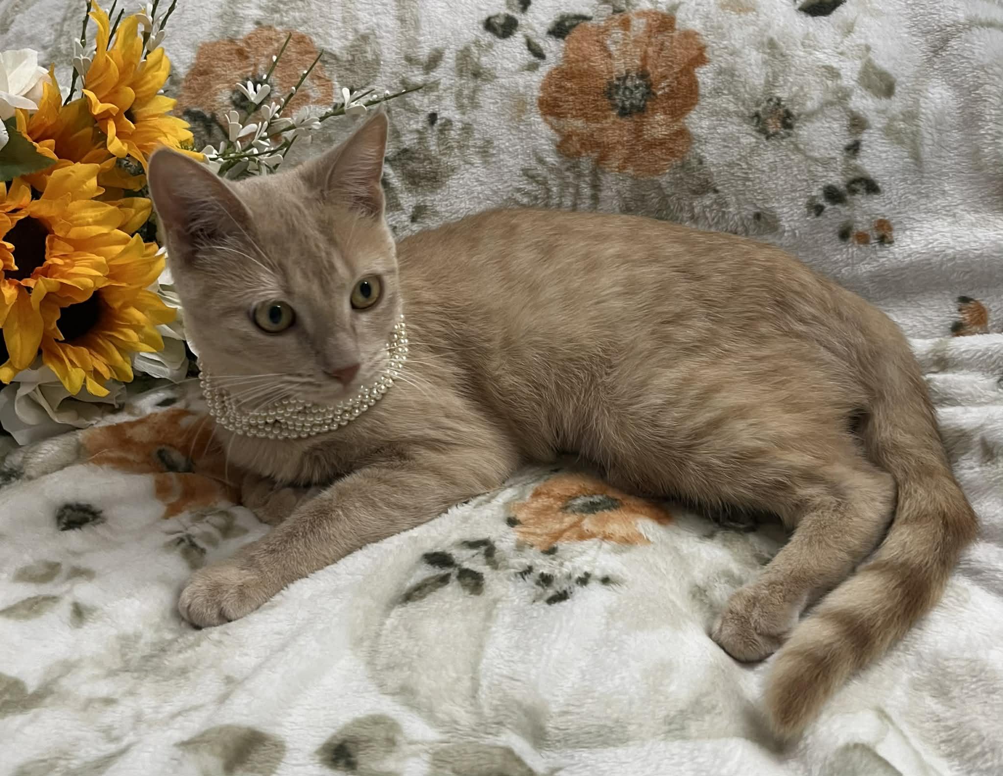 Enlarge Buffy, a Adoptable Tabby in Livonia, MI image 3/5