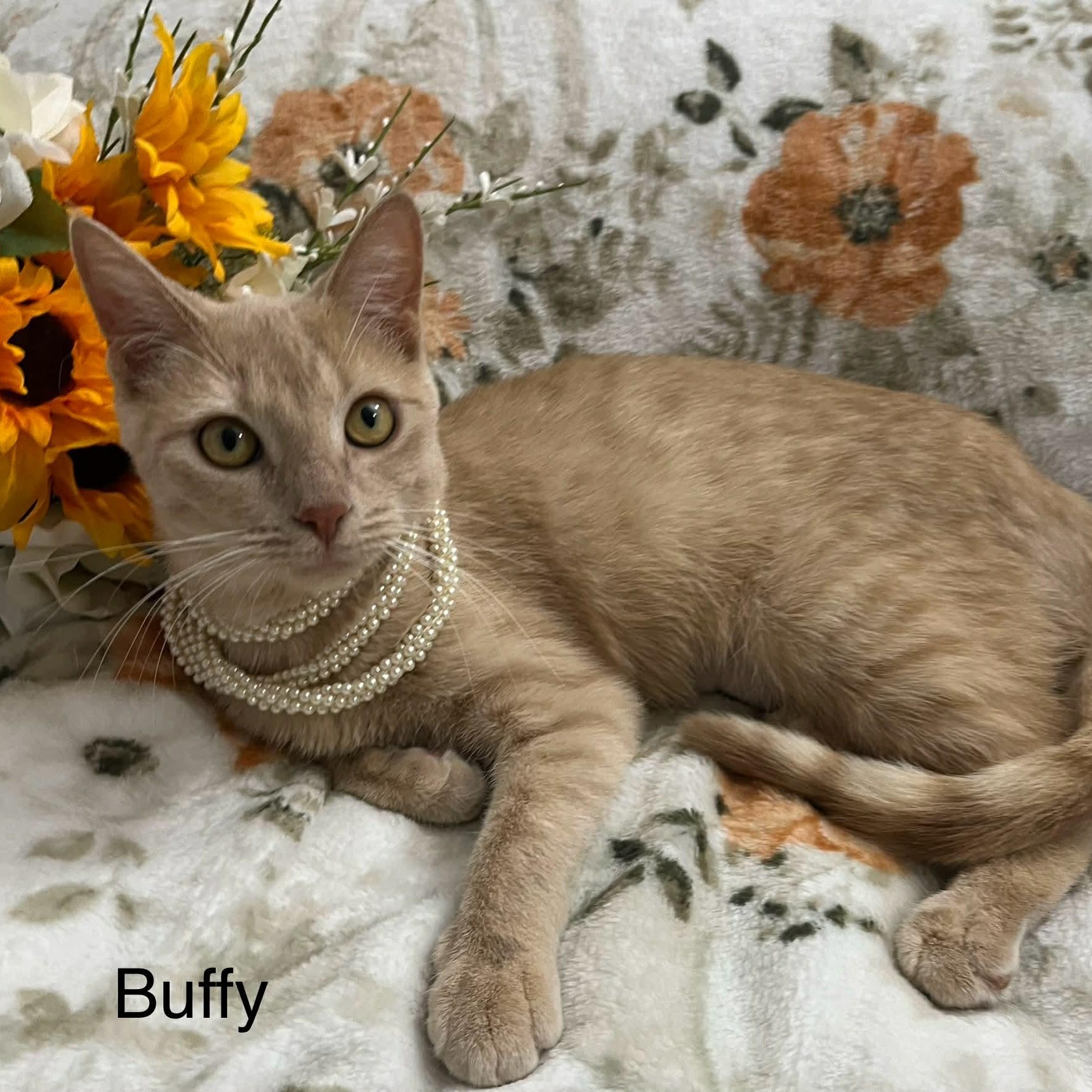 Enlarge Buffy, a Adoptable Tabby in Livonia, MI image 1/5