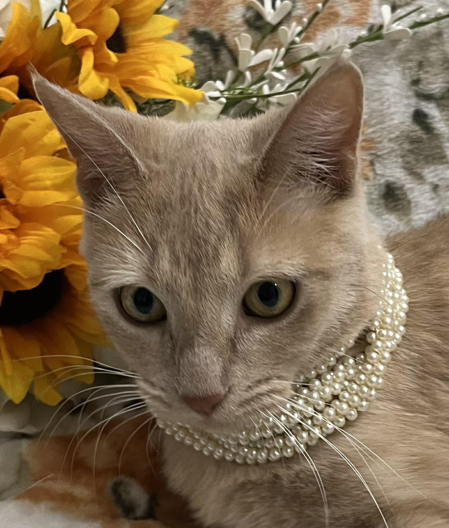 Enlarge Buffy, a Adoptable Tabby in Livonia, MI image 4/5