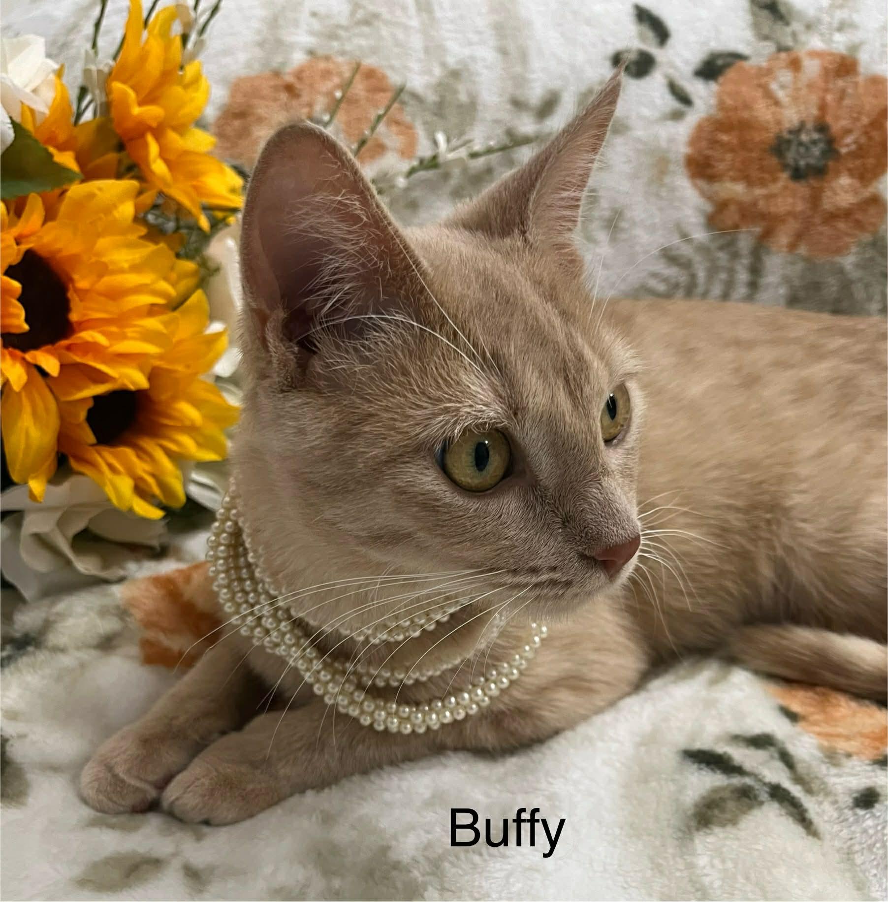 Enlarge Buffy, a Adoptable Tabby in Livonia, MI image 2/5