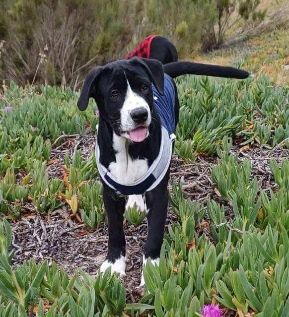 Photo of Baby Male Mixed Breed