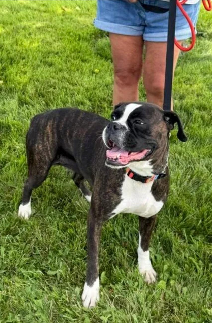 Riley, adopted, Adult Female Boxer.