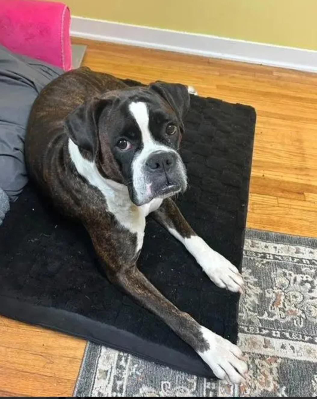 Enlarge Riley, an adopted Boxer in Hamburg, NY image 2/6
