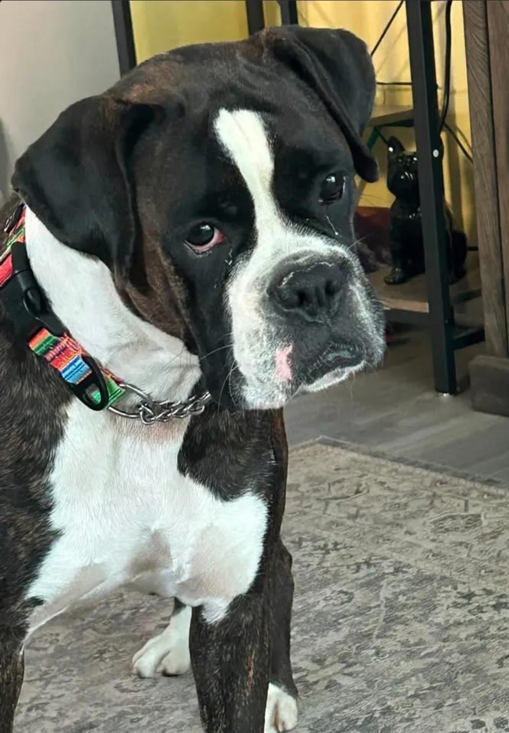 Enlarge Riley, an adopted Boxer in Hamburg, NY image 3/6