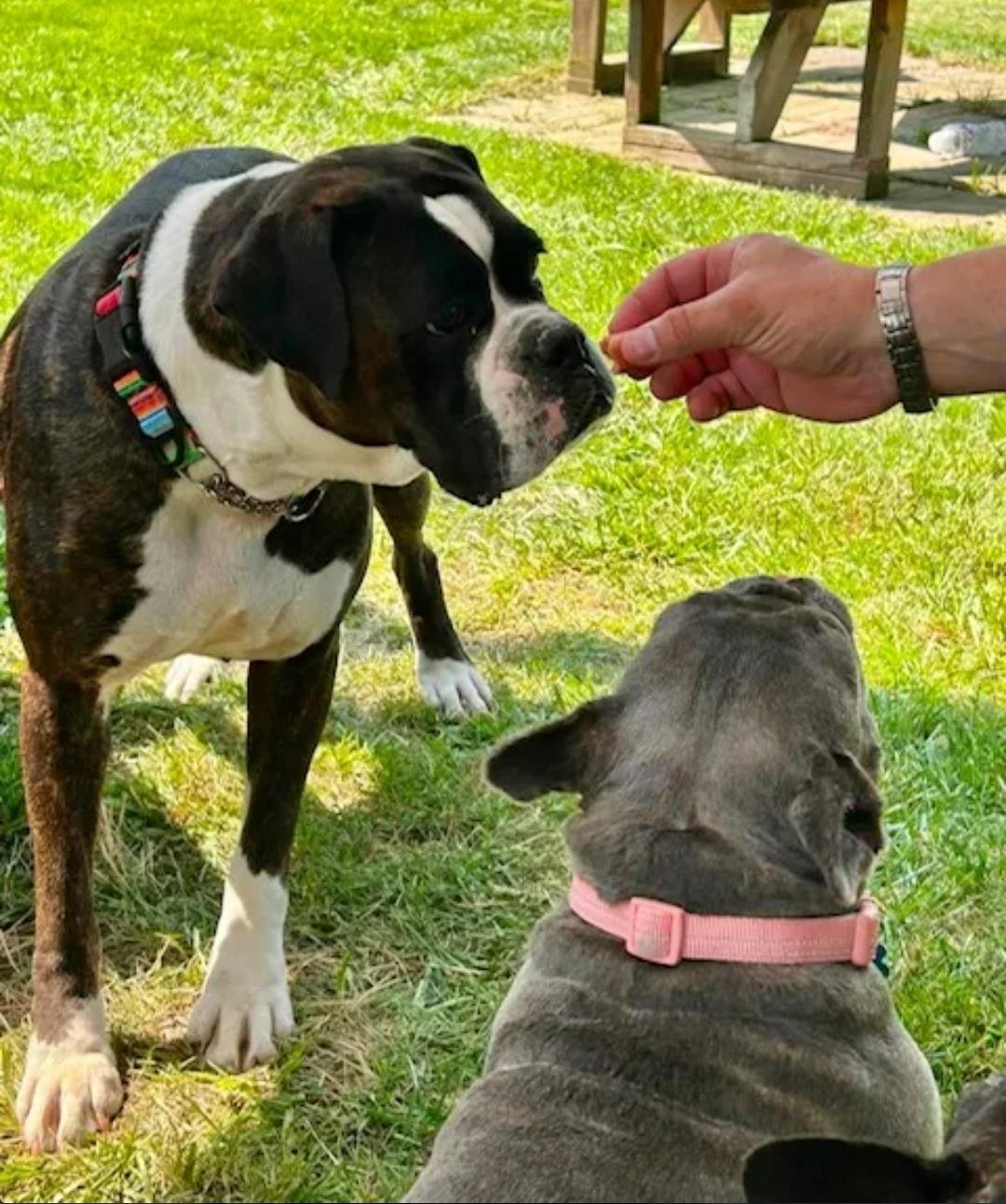 Enlarge Riley, an adopted Boxer in Hamburg, NY image 4/6
