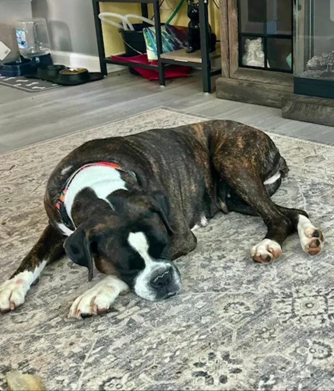 Enlarge Riley, an adopted Boxer in Hamburg, NY image 5/6