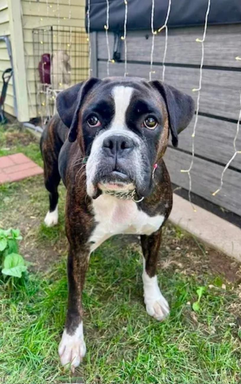 Enlarge Riley, an adopted Boxer in Hamburg, NY image 6/6