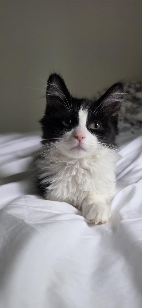 Luke, a Adoptable Domestic Medium Hair in New York, NY image 2/6