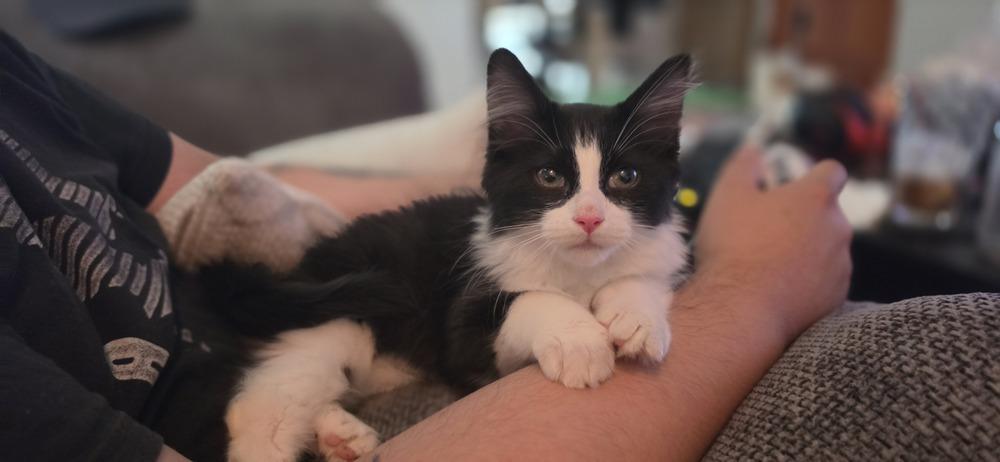 Luke, a Adoptable Domestic Medium Hair in New York, NY image 4/6