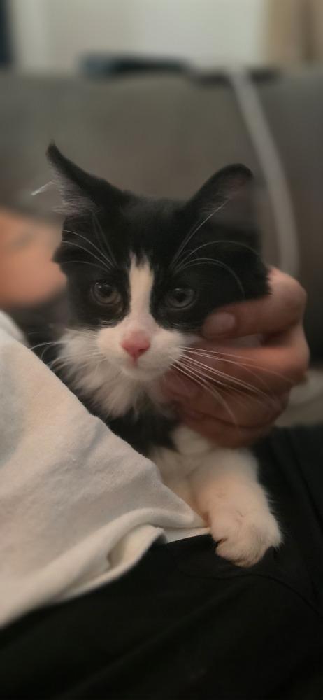 Luke, a Adoptable Domestic Medium Hair in New York, NY image 5/6