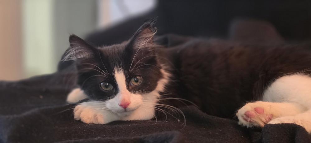 Luke, a Adoptable Domestic Medium Hair in New York, NY image 6/6