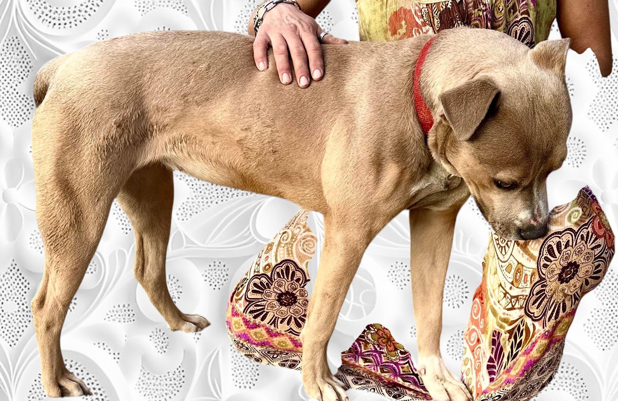 Enlarge Dandie , a ADOPTABLE Pit Bull Terrier in Henderson, NV image 5/6