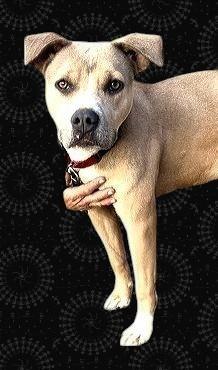 Enlarge Dandie , a ADOPTABLE Pit Bull Terrier in Henderson, NV image 6/6