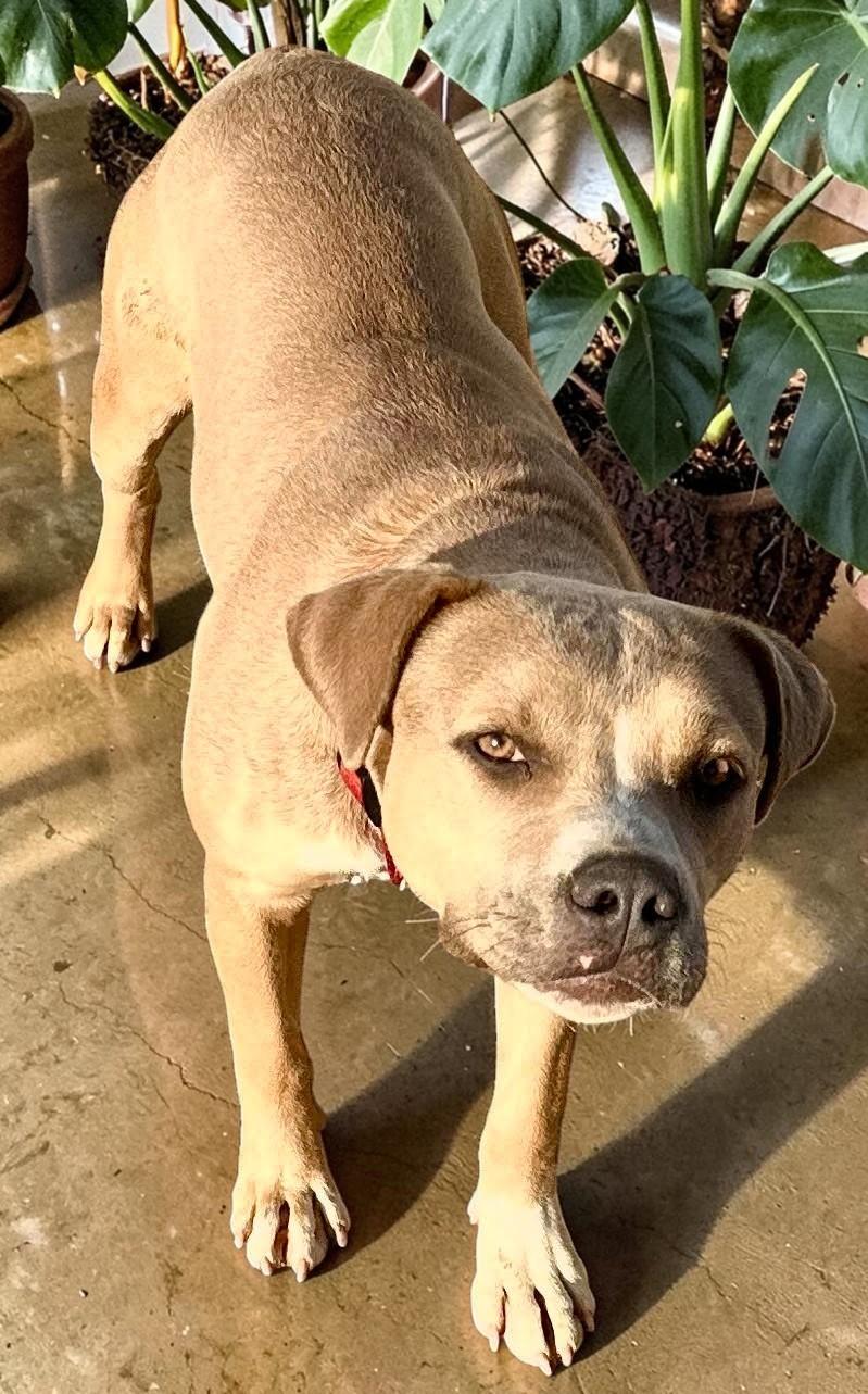 Dandie , ADOPTABLE, Adult Female Pit Bull Terrier.