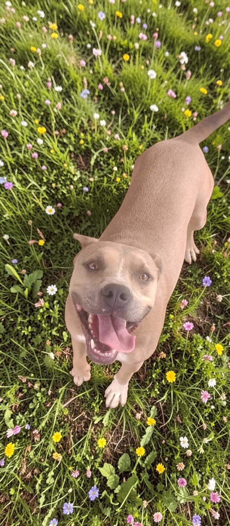 Enlarge Dandie , a ADOPTABLE Pit Bull Terrier in Henderson, NV image 4/6