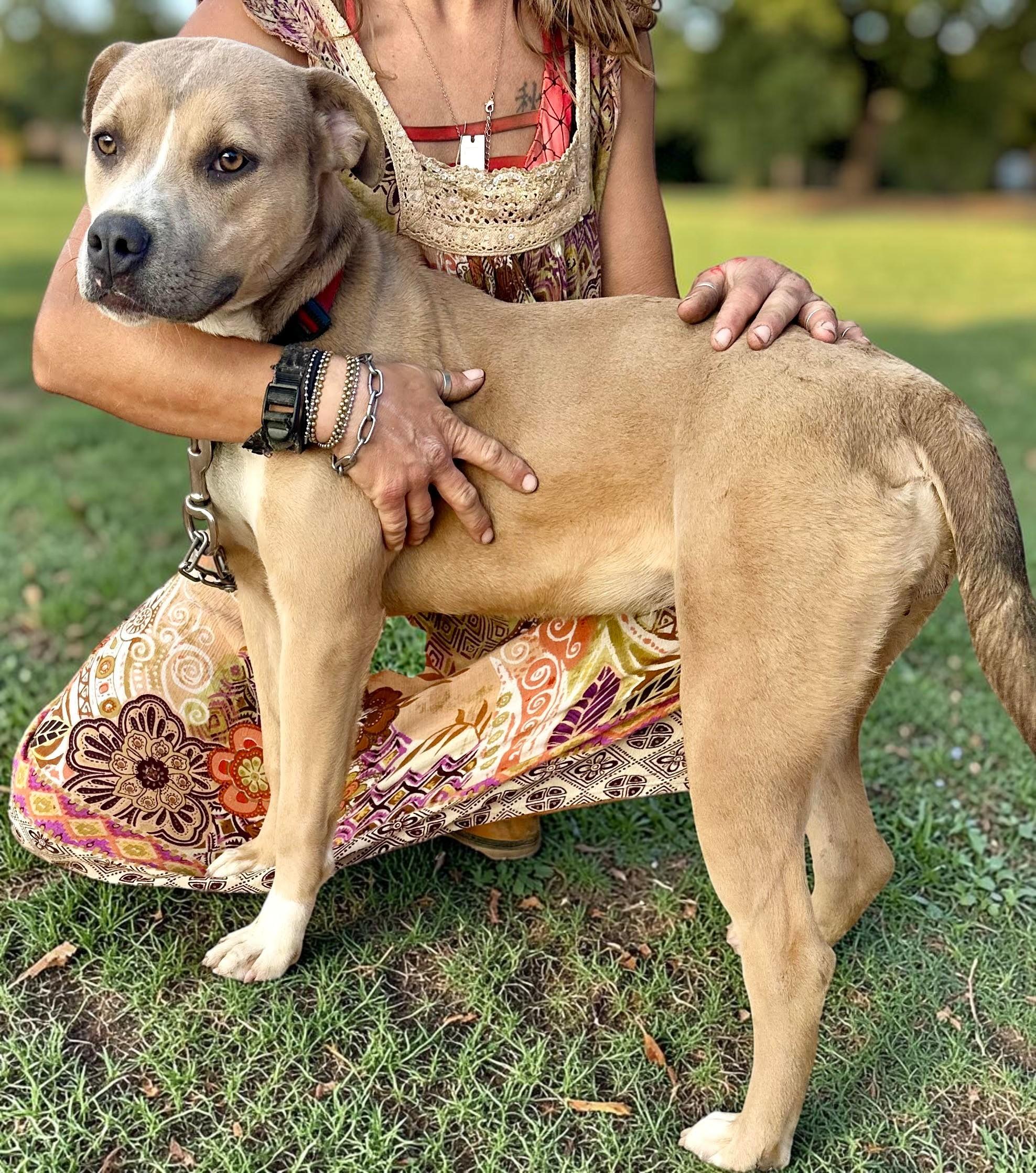 Enlarge Dandie , a ADOPTABLE Pit Bull Terrier in Henderson, NV image 2/6