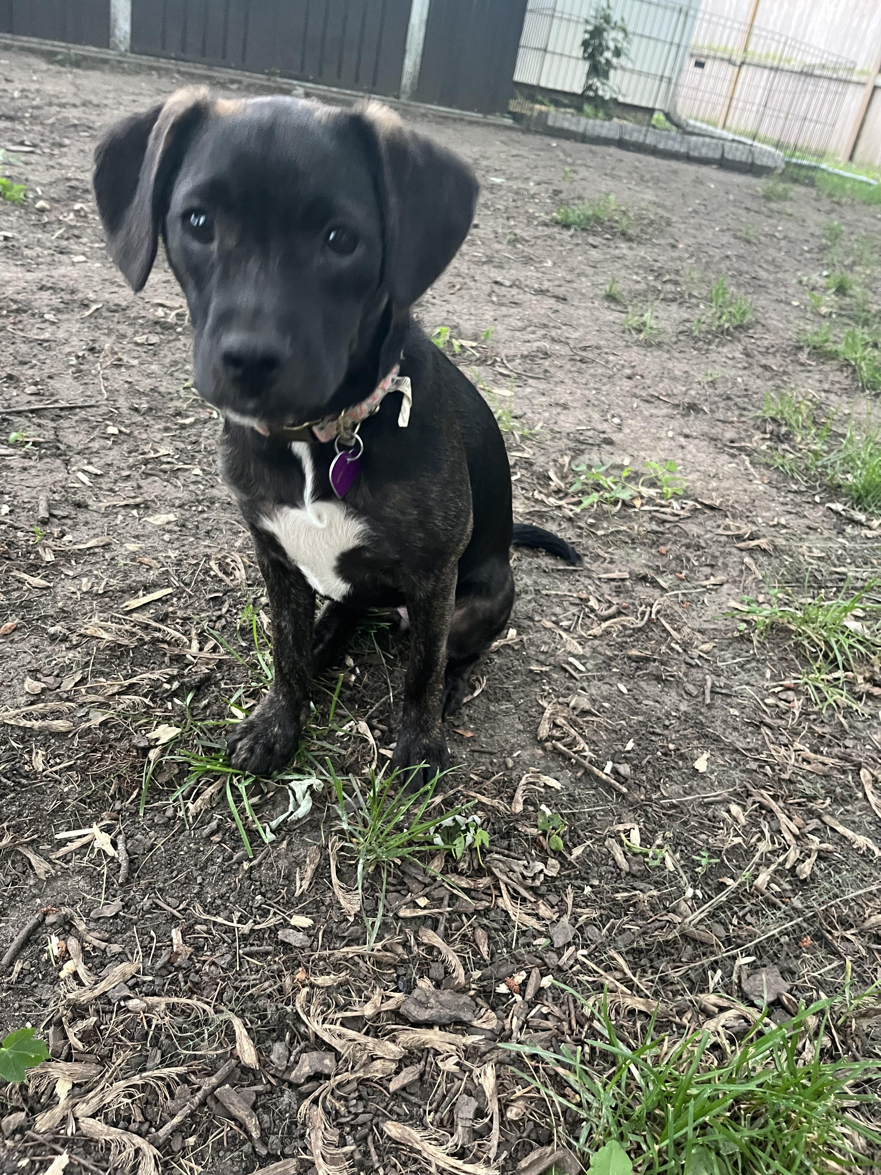 Daffodil