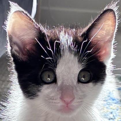 Porky, a Adoptable mixed breed in Pleasanton, CA image 1/3