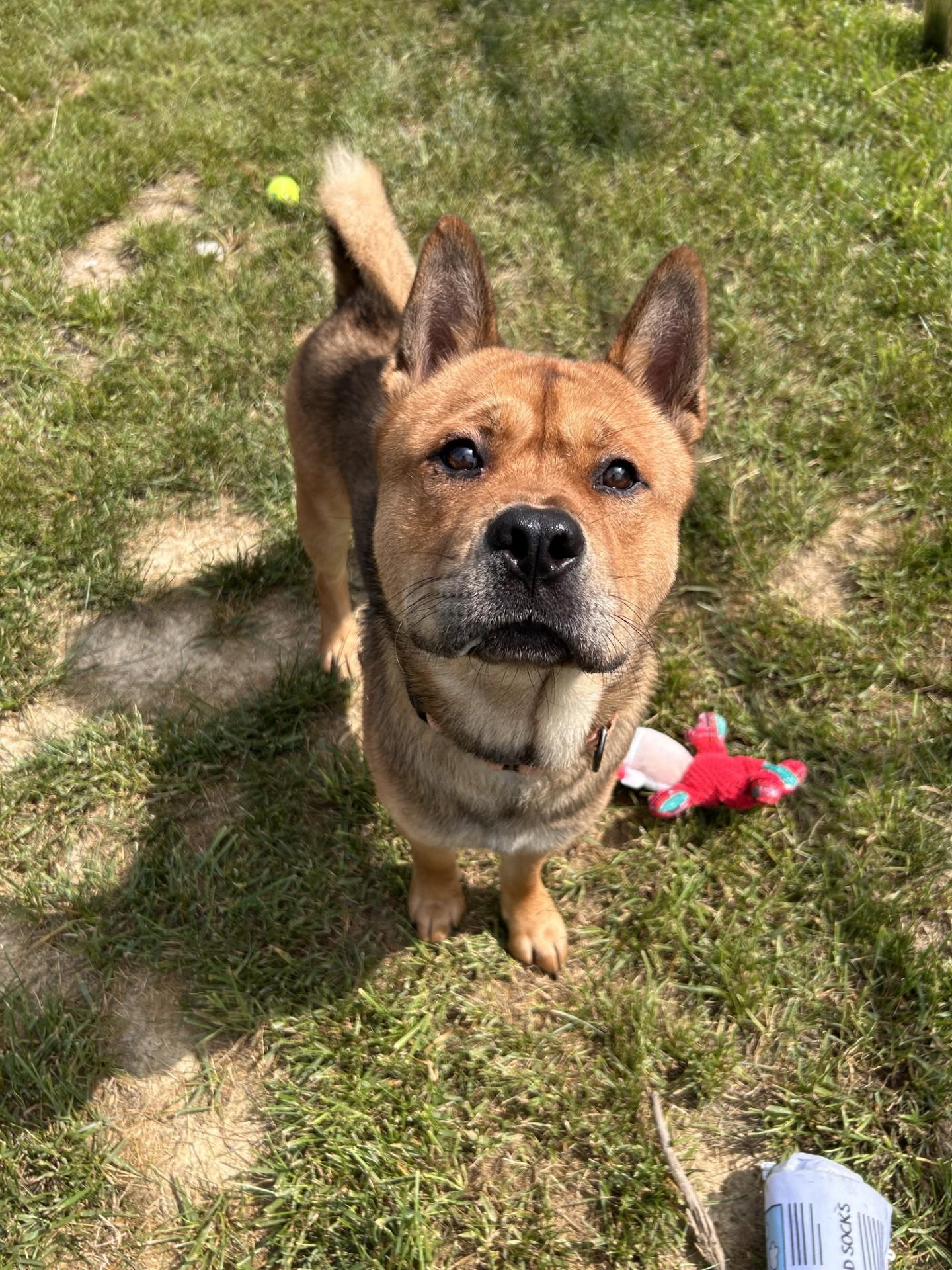 Tickle, a ADOPTABLE mixed breed in Shepherdsville, KY image 4/4