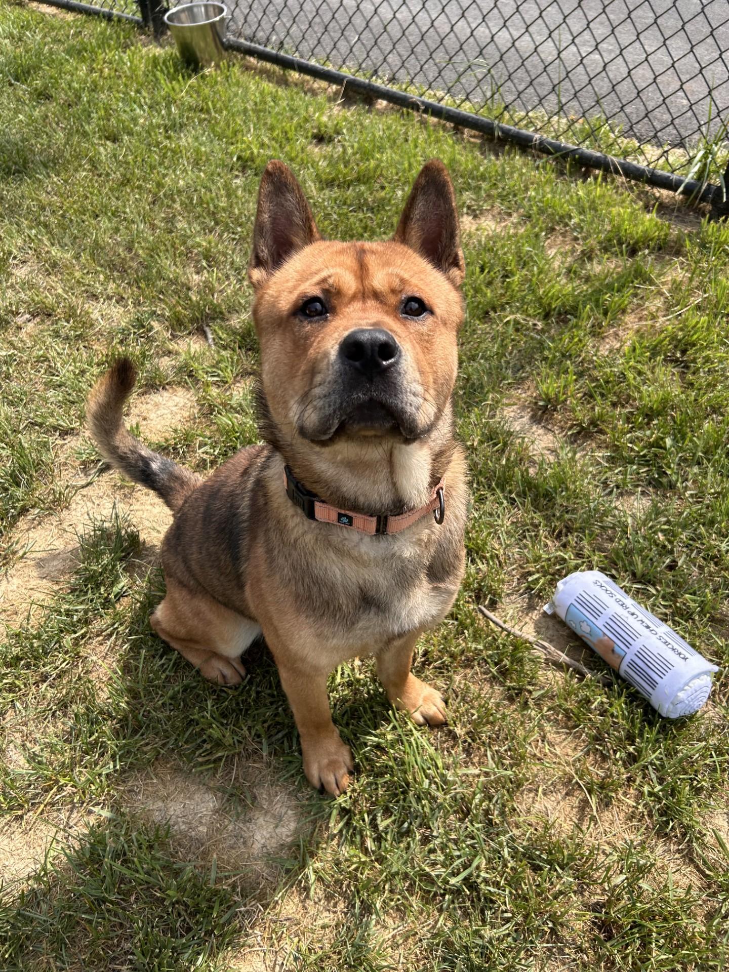 Tickle, a ADOPTABLE mixed breed in Shepherdsville, KY image 3/4