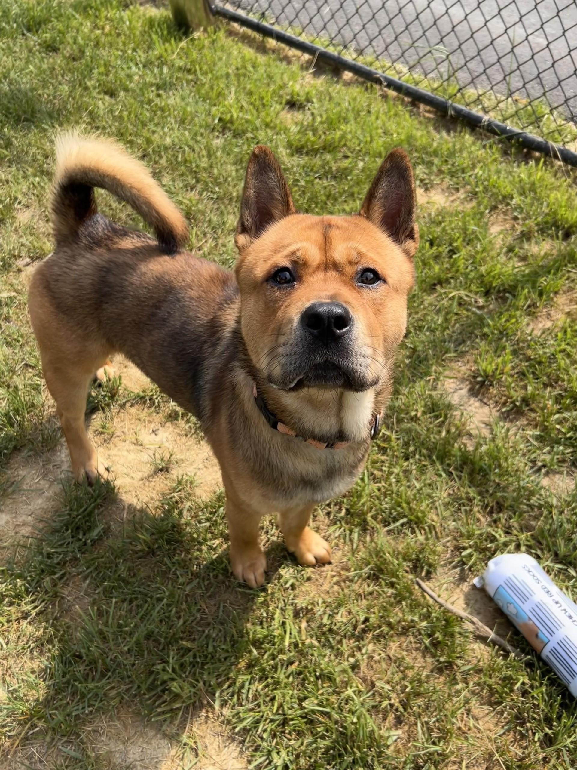 Tickle, ADOPTABLE, Adult Male Chow Chow & Pit Bull Terrier.