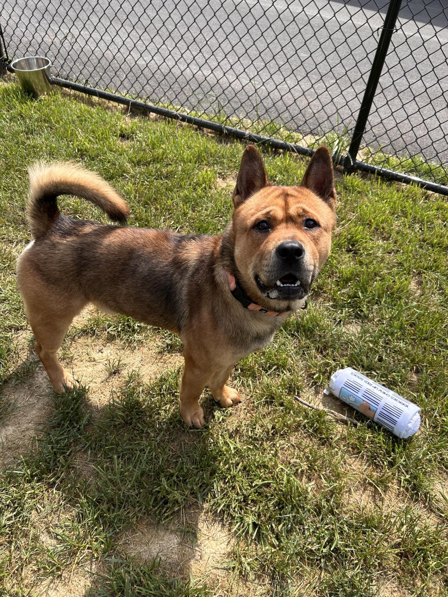 Tickle, a ADOPTABLE mixed breed in Shepherdsville, KY image 2/4
