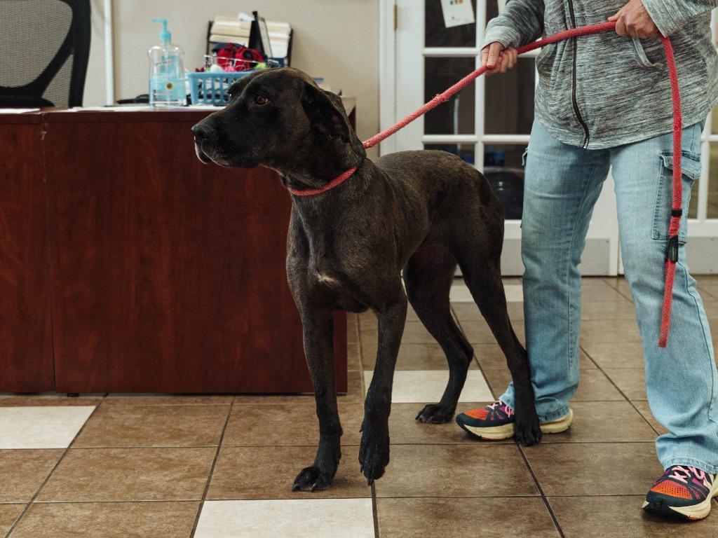 Willo, Adoptable, Adult Female Great Dane.