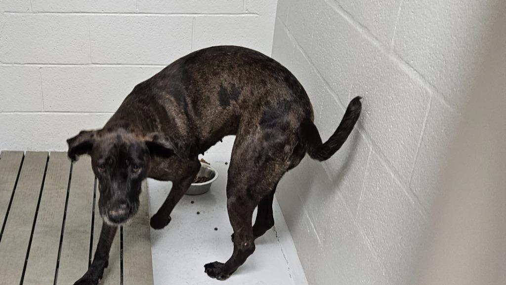 Enlarge Willo, a Adoptable Great Dane in Mocksville, NC image 1/1