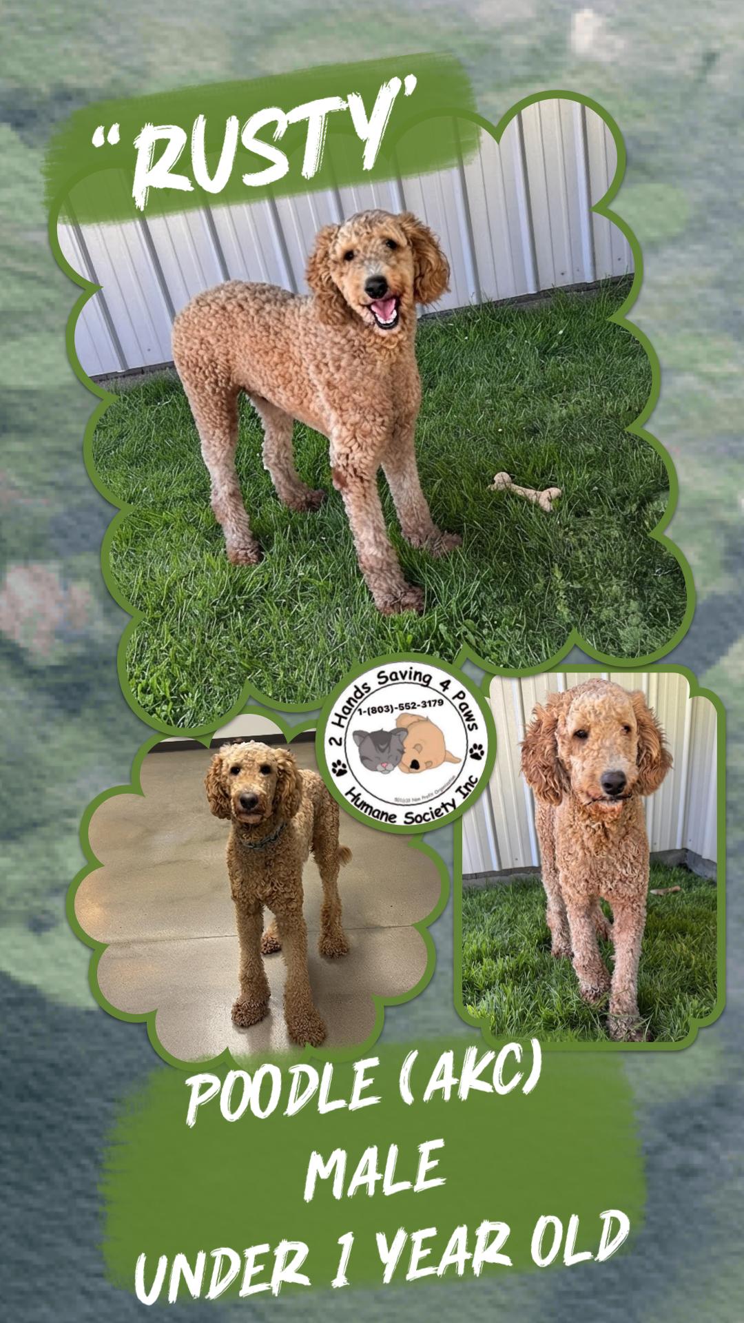 Rusty, Adopted, Young Male Poodle.