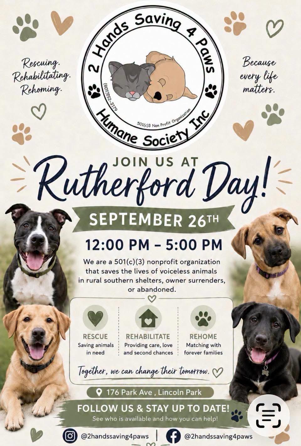 Enlarge Rusty, a Adopted Poodle in Totowa, NJ image 2/2