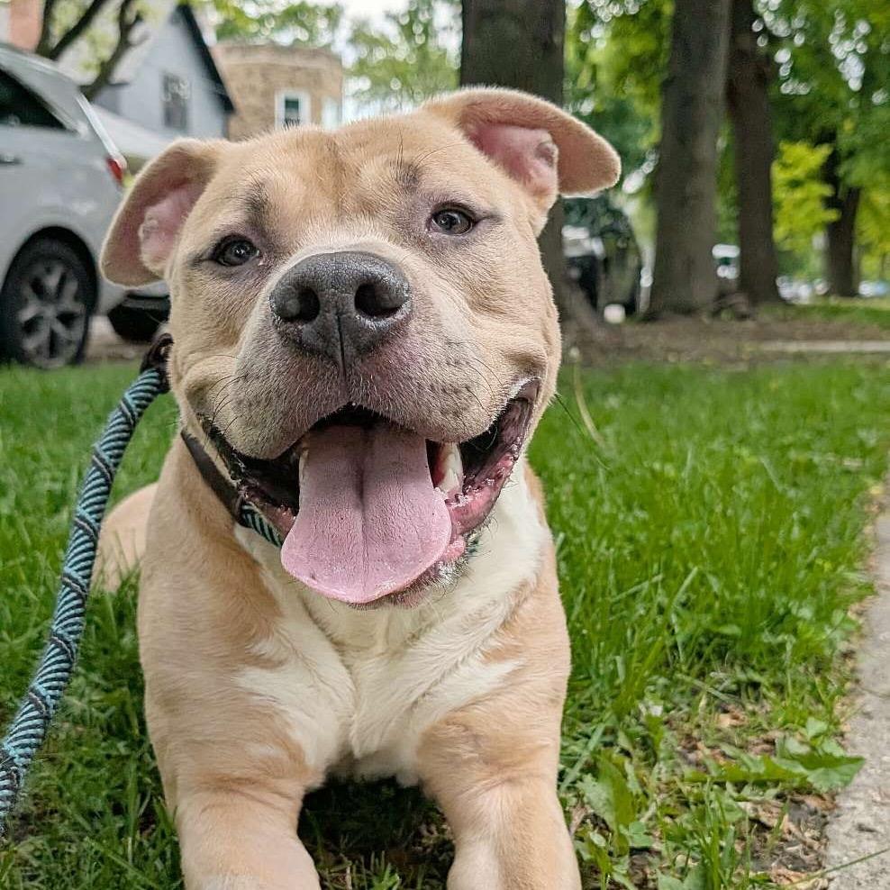 Leif, Adoptable, Adult Male Mixed Breed & American Staffordshire Terrier.