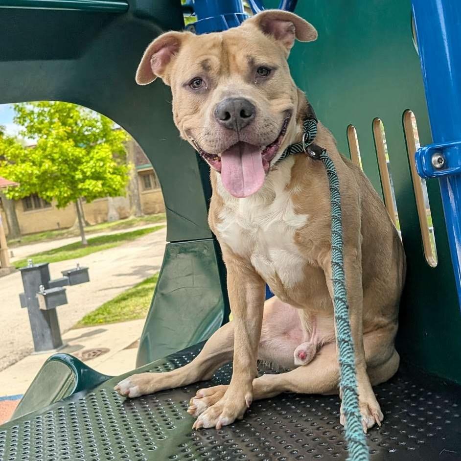 Leif, a Adoptable mixed breed in Chicago, IL image 4/5