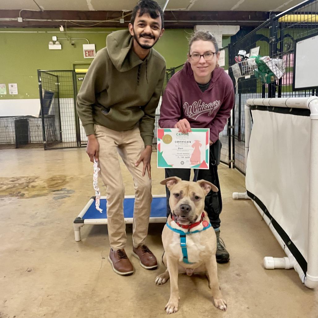 Leif, a Adoptable mixed breed in Chicago, IL image 5/5