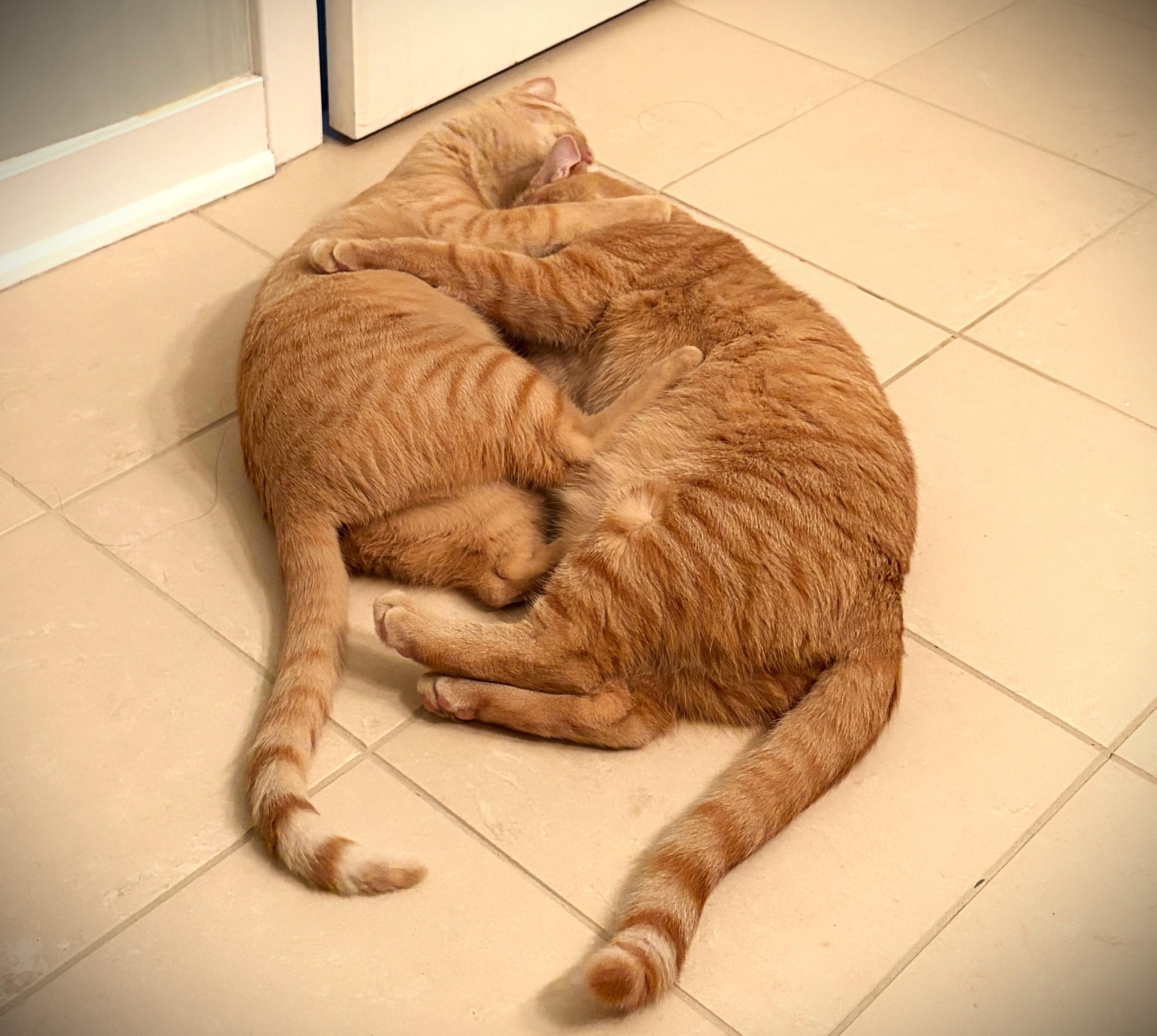 Mango, a ADOPTABLE Domestic Short Hair in Mankato, MN image 4/5