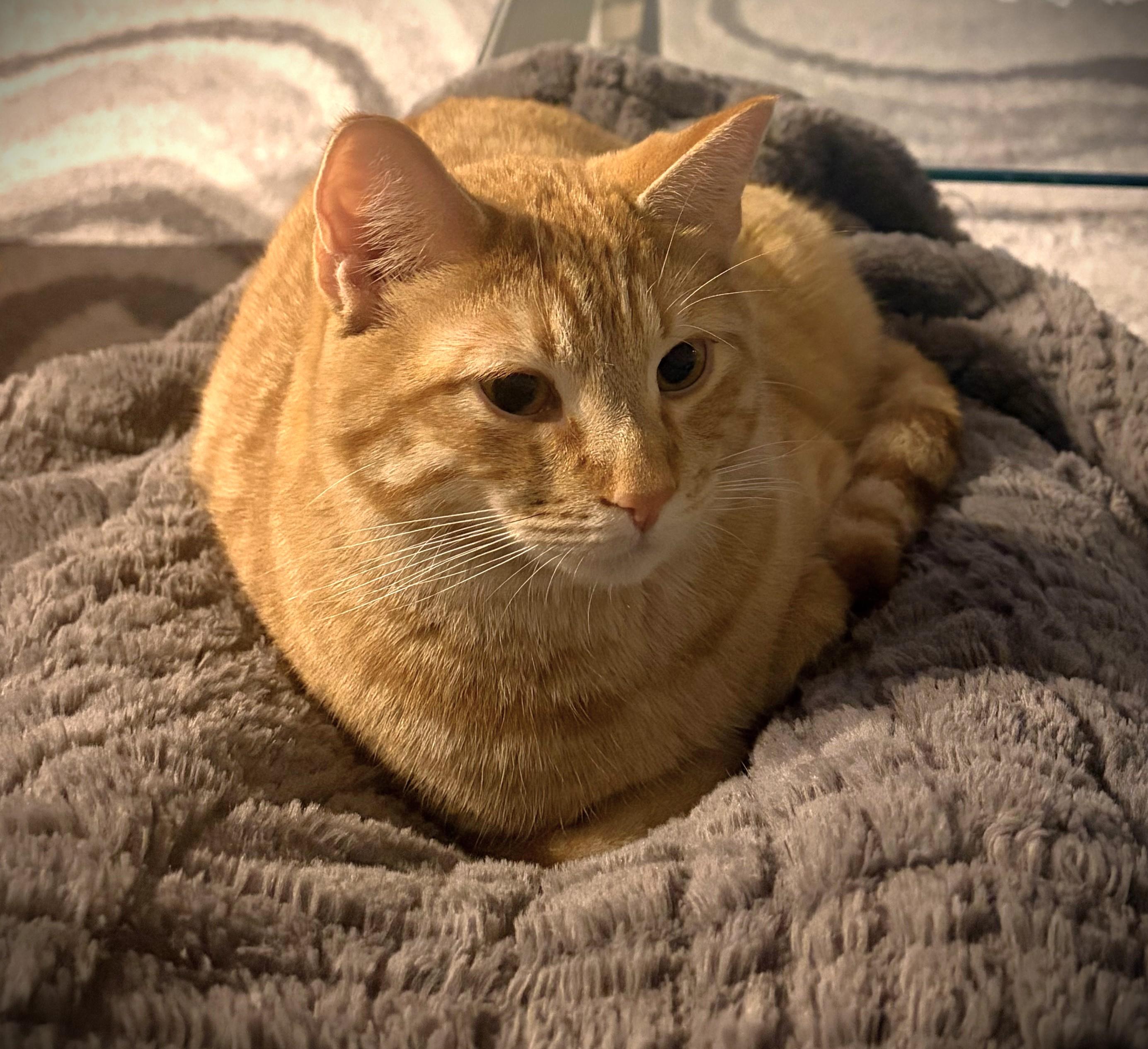 Mango, ADOPTABLE, Young Male Domestic Short Hair.