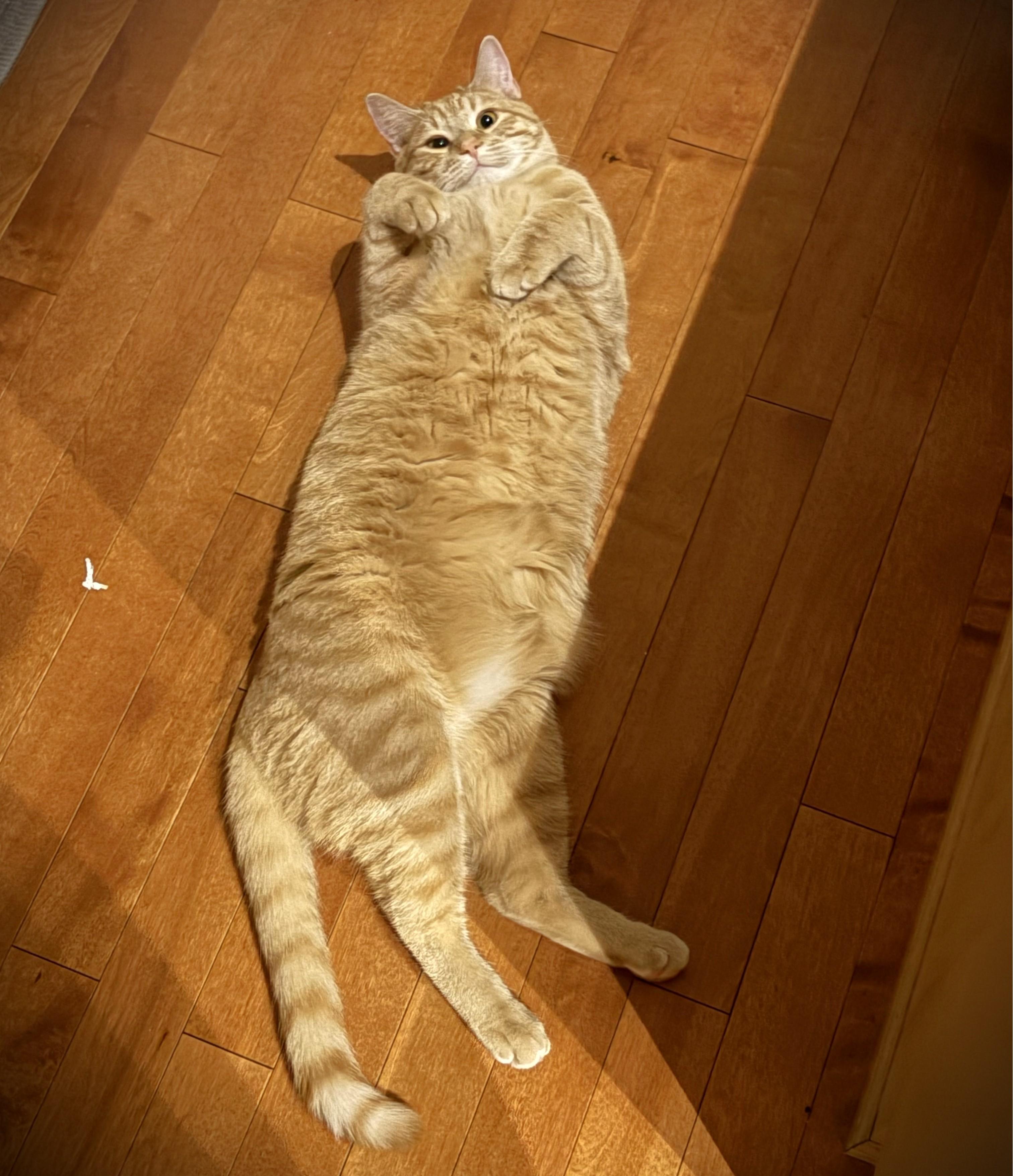 Mango, a ADOPTABLE Domestic Short Hair in Mankato, MN image 3/5