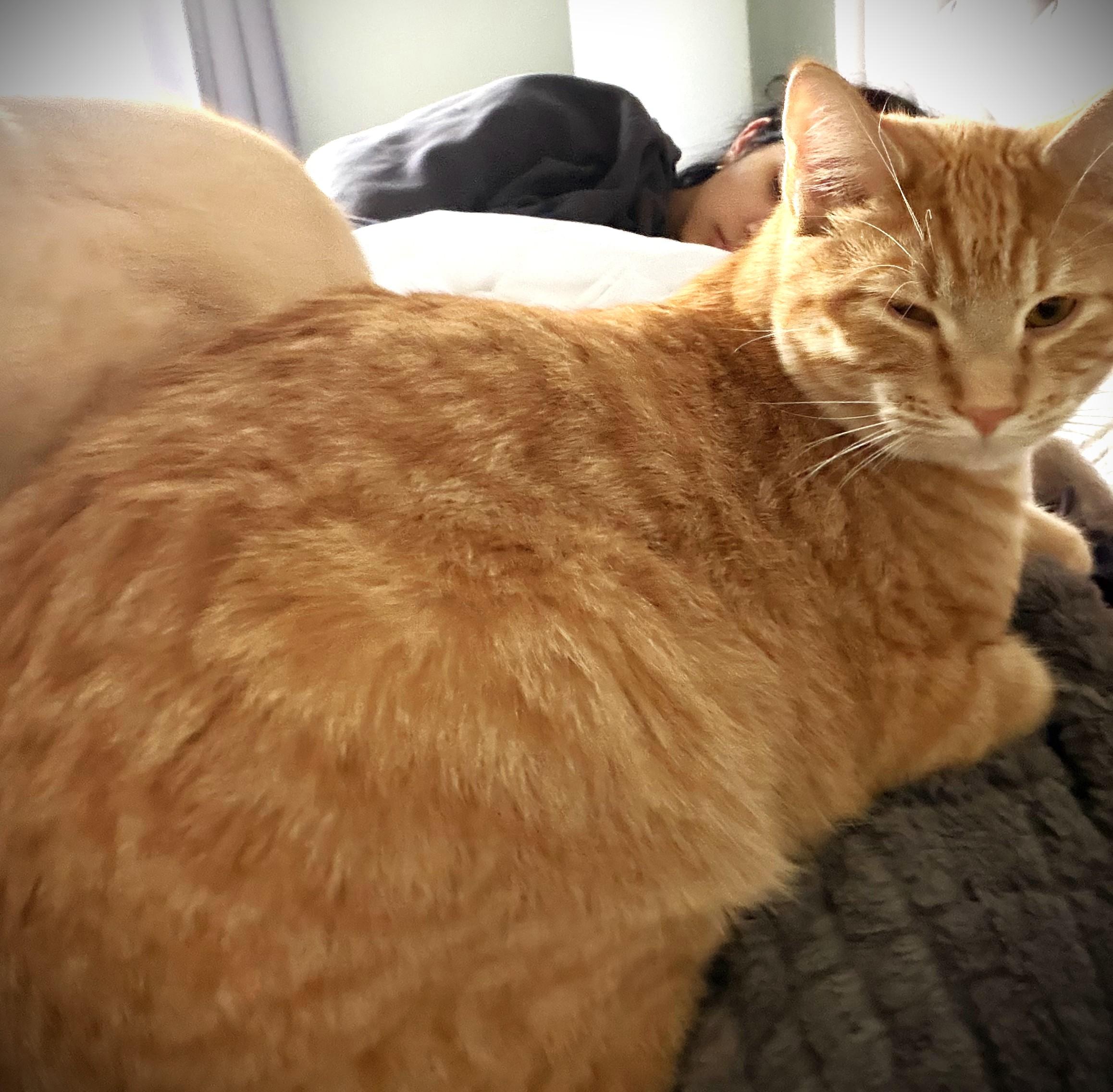 Mango, a ADOPTABLE Domestic Short Hair in Mankato, MN image 2/5