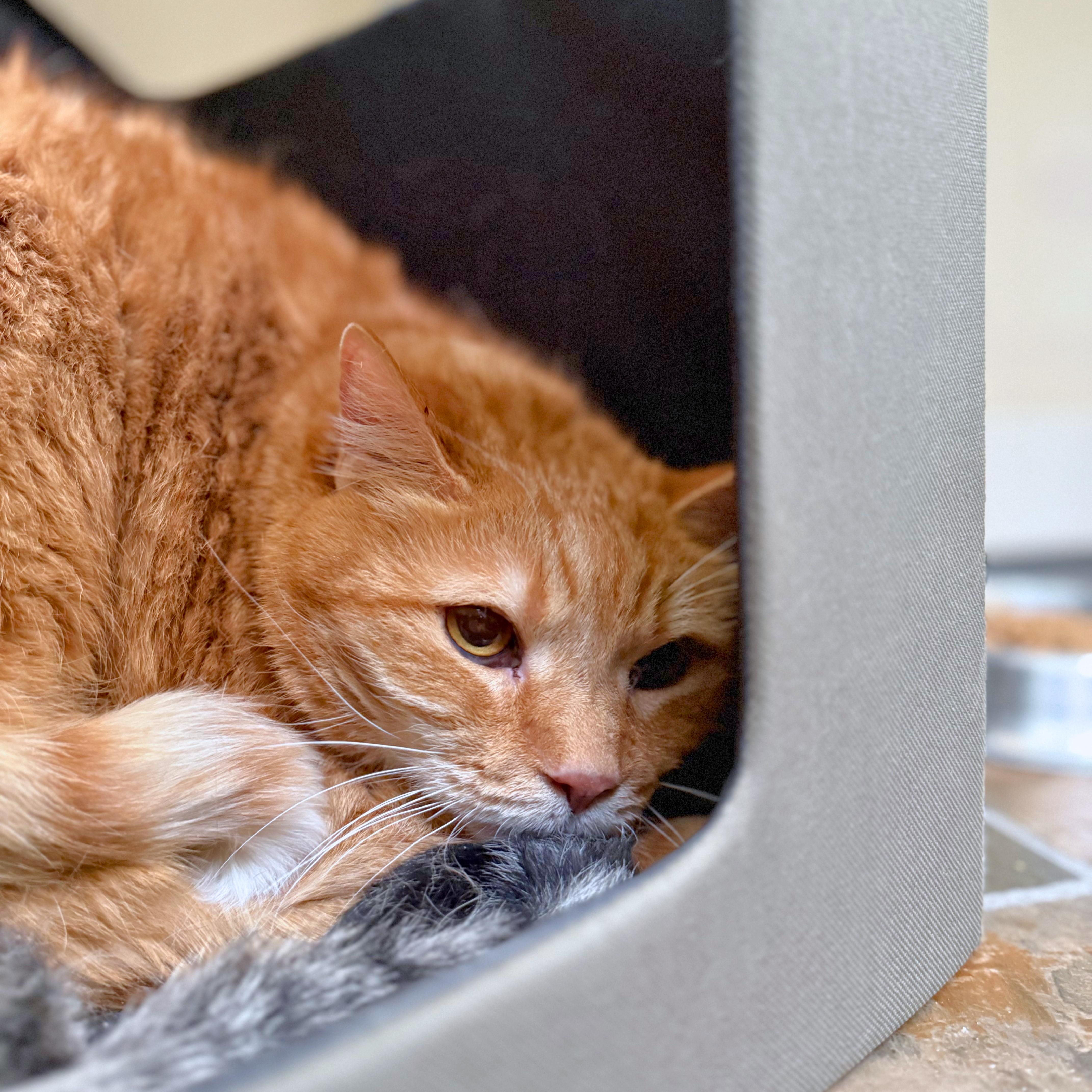 Enlarge Lewis, a Adoptable Domestic Short Hair in Ridgway, CO image 3/3