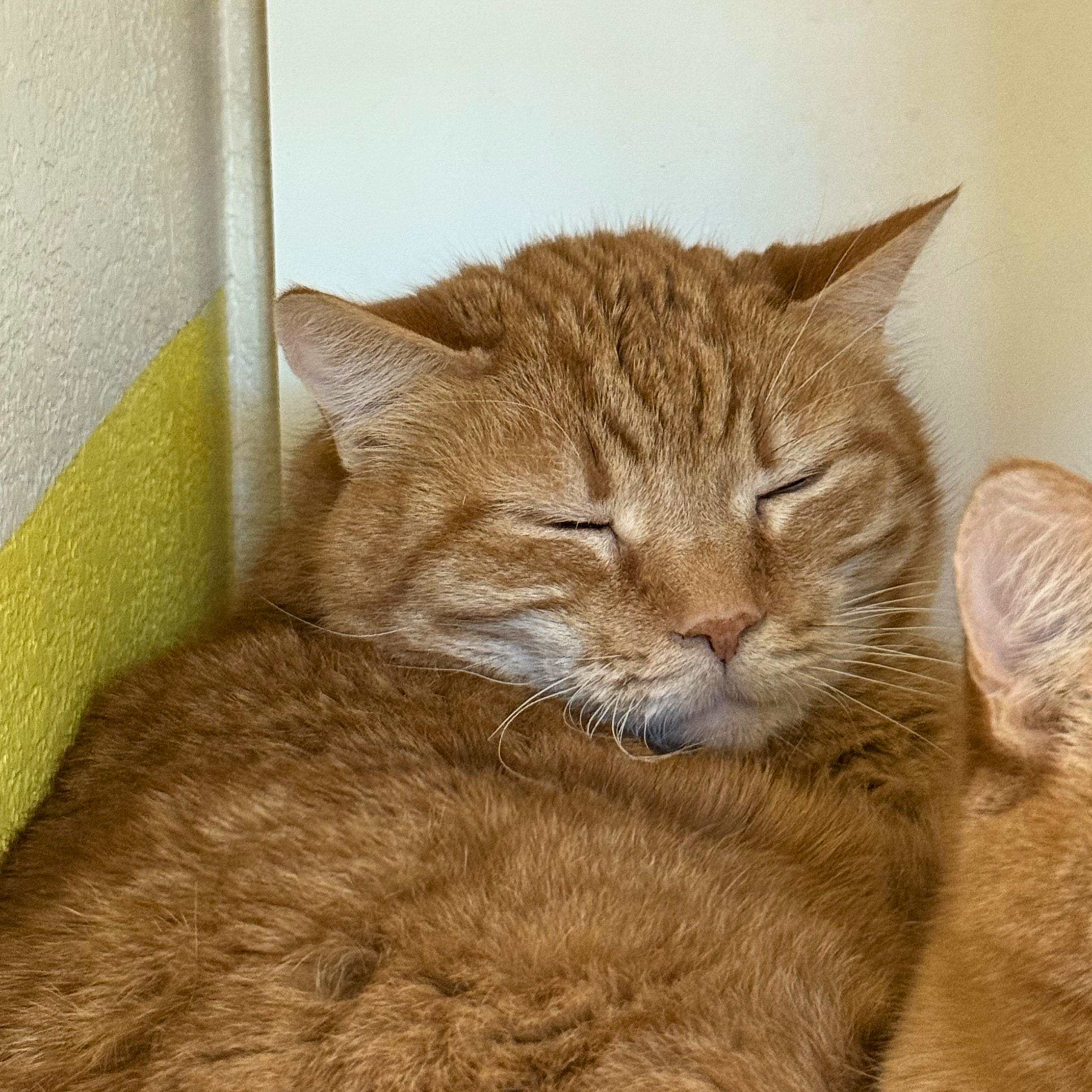 Enlarge Lewis, a Adoptable Domestic Short Hair in Ridgway, CO image 2/4